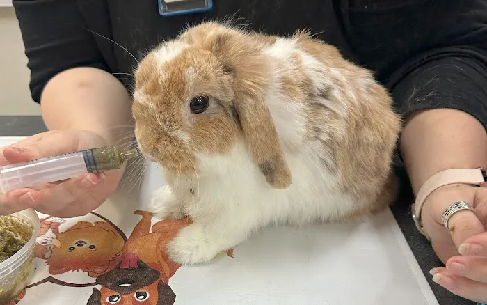 Little Critters Veterinary Hospital Picture 2