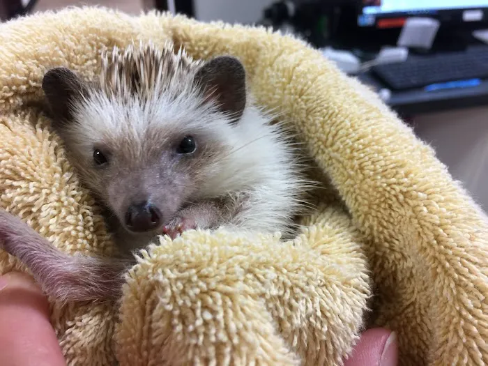 Little Critters Veterinary Hospital Picture 6
