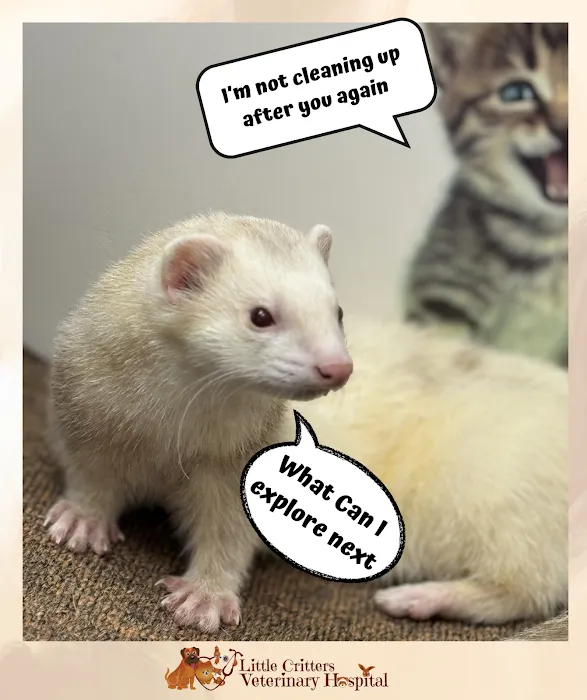 Little Critters Veterinary Hospital Picture 10