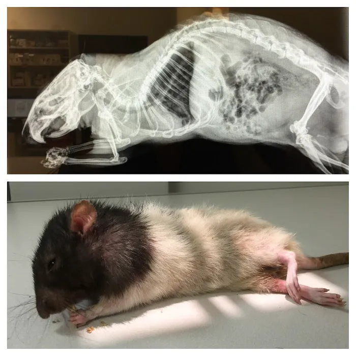 Little Critters Veterinary Hospital Picture 8