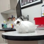 Avian & Exotic Animal Clinic