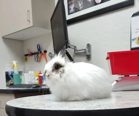 Avian & Exotic Animal Clinic