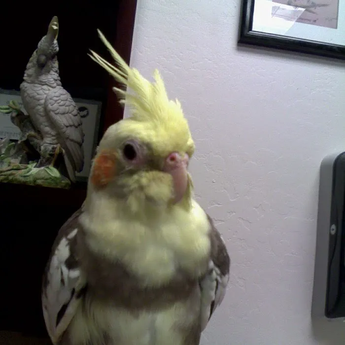 Avian & Exotic Animal Clinic Picture 4