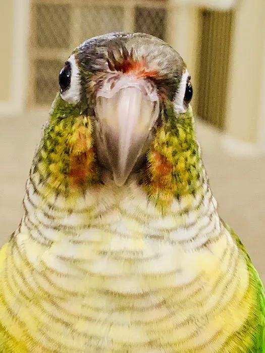 Avian & Exotic Animal Clinic Picture 6