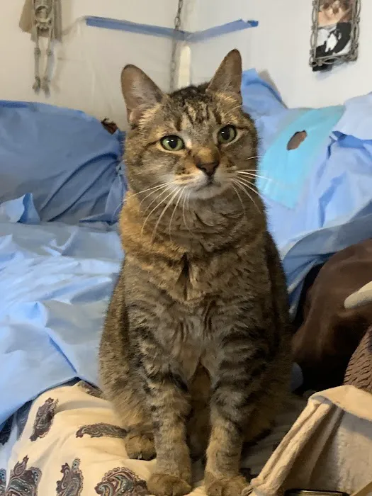 Caring Hearts Animal Clinic Picture 2