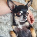 Pet Smiles General Veterinary Dentistry