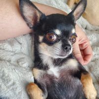 Pet Smiles General Veterinary Dentistry ico