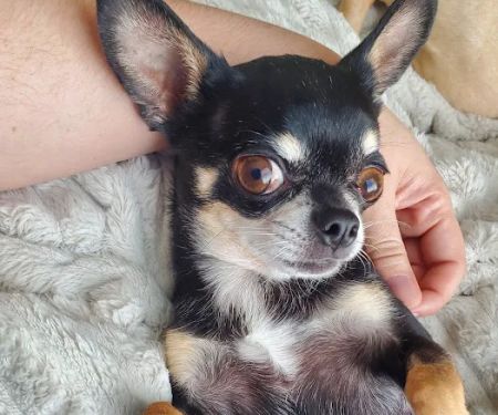Pet Smiles General Veterinary Dentistry