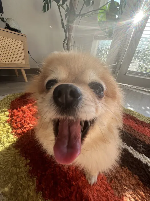 Pet Smiles General Veterinary Dentistry Picture 8