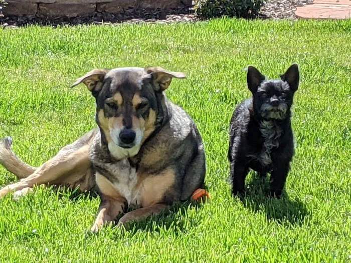 Arizona Veterinary Oncology Picture 4