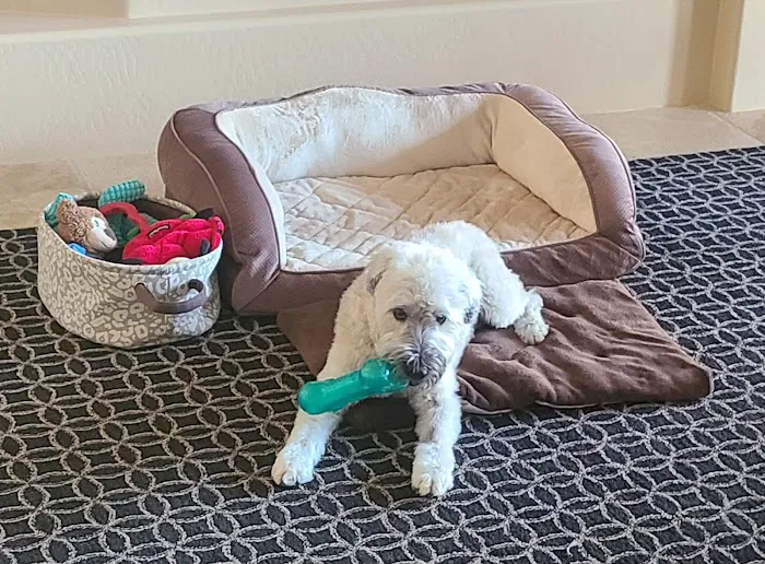 Arizona Veterinary Oncology Picture 1