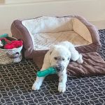 Arizona Veterinary Oncology