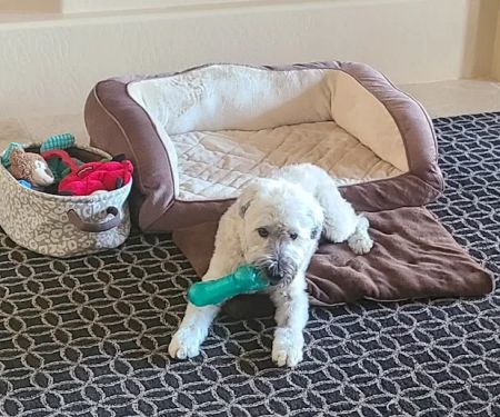 Arizona Veterinary Oncology