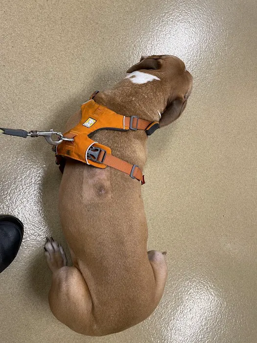Arizona Veterinary Oncology Picture 5