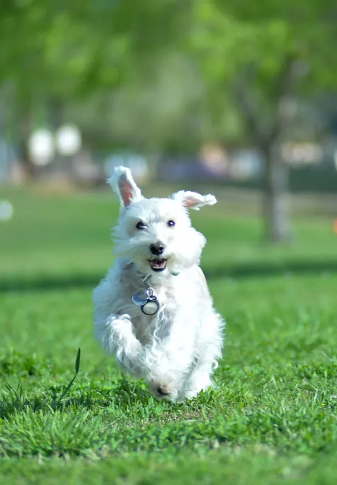 Arizona Veterinary Oncology Picture 7