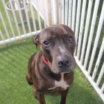 Raintree Pet Resort and Medical Center