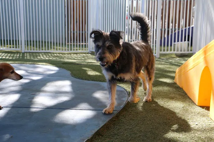 Raintree Pet Resort and Medical Center Picture 6