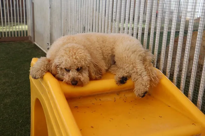 Raintree Pet Resort and Medical Center Picture 2