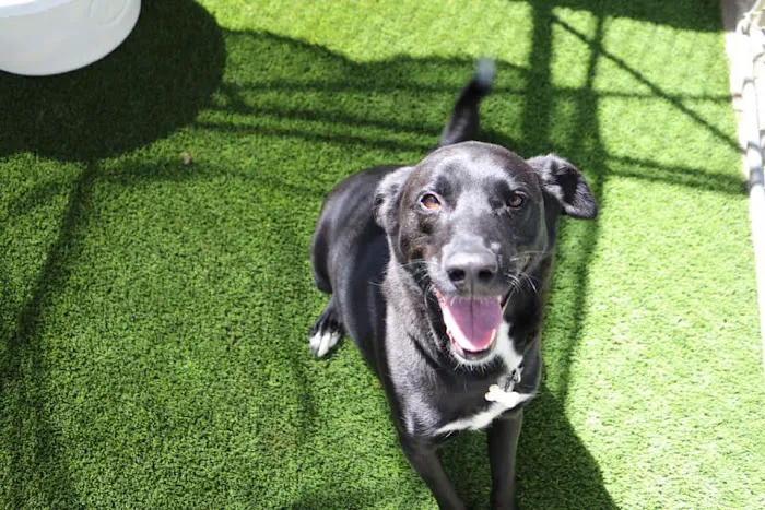 Raintree Pet Resort and Medical Center Picture 8