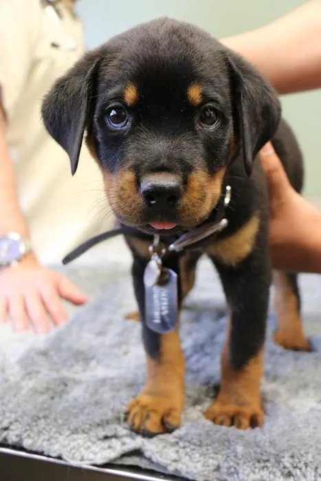 Raintree Pet Resort and Medical Center Picture 7