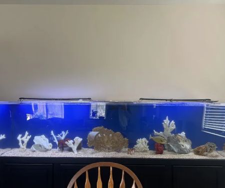 Mk Aquarium Services