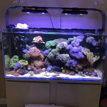 Mk Aquarium Services Picture 8