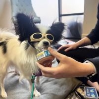 Canine Wellness Center ico