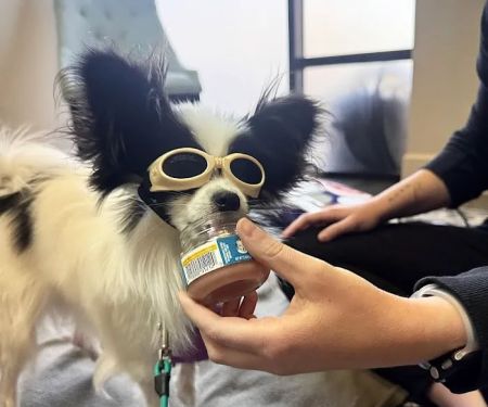 Canine Wellness Center