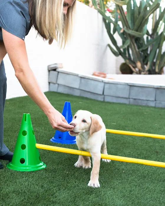 Canine Wellness Center Picture 6