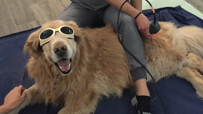 Canine Wellness Center Picture 5