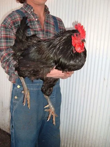 Yousef Karzoki Ranch Picture 2