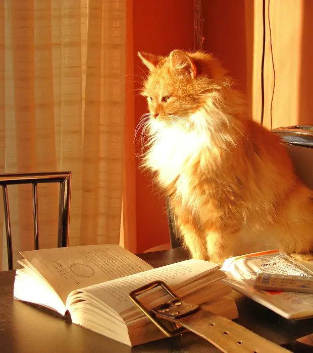 Love's Pets Picture 6