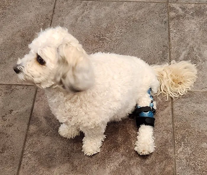 Pet Ortho Braces Picture 1