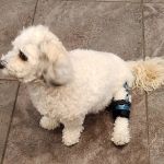 Pet Ortho Braces