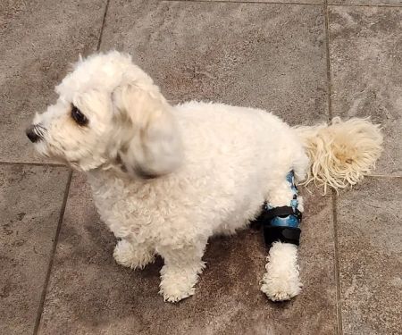 Pet Ortho Braces