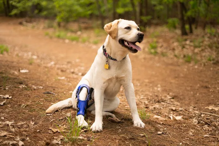 Pet Ortho Braces Picture 8
