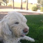 North Scottsdale Animal Hospital