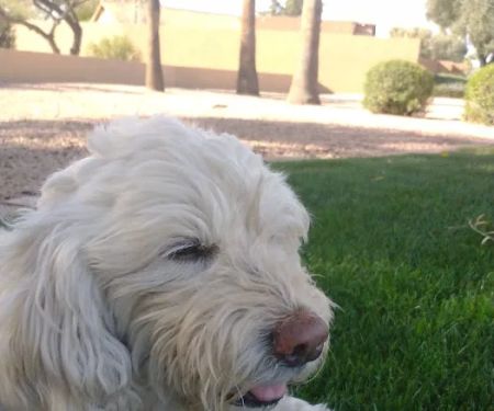 North Scottsdale Animal Hospital