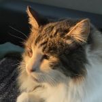 Thrive Pet Healthcare Specialists North Scottsdale