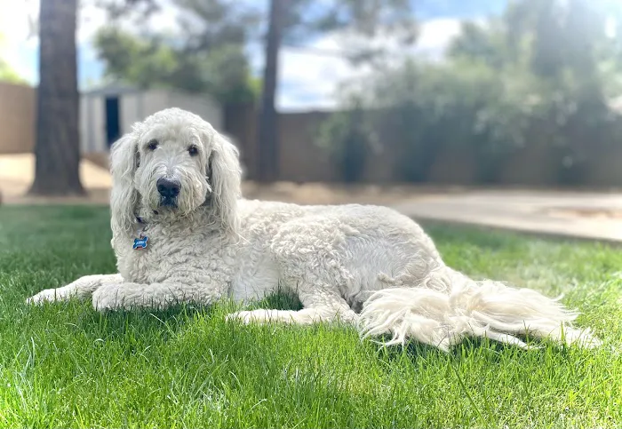 Thrive Pet Healthcare Specialists North Scottsdale Picture 3