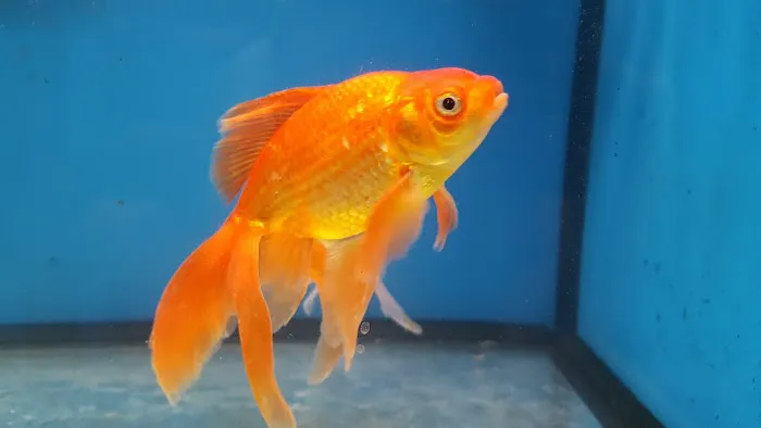 Aquatic Zoo Tropical Fish Picture 2
