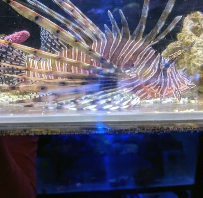 Aquatic Zoo Tropical Fish Picture 4