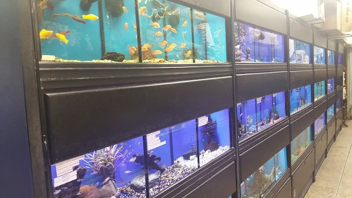 Aquatic Zoo Tropical Fish Picture 8