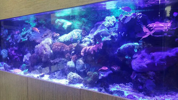 Aquatic Zoo Tropical Fish Picture 9