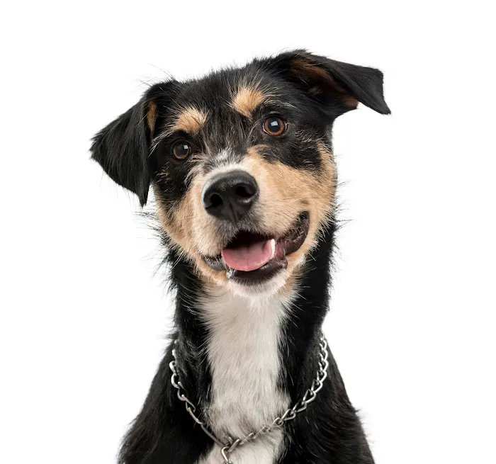 The ANIC @ Animal Medical & Surgical Center Picture 4