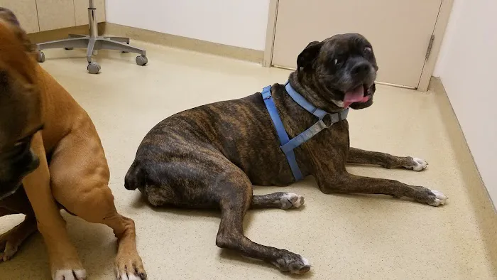 Horizon Animal Hospital Picture 4