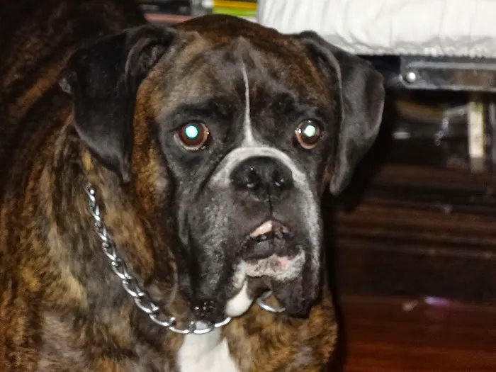 Horizon Animal Hospital Picture 8