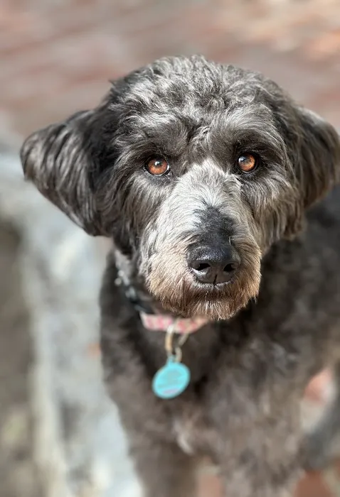 Healthy Pet Picture 5