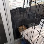 Healthy Pet