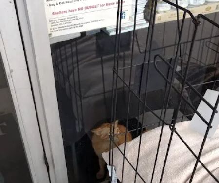 Healthy Pet